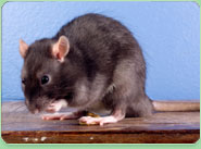 rat control Castleford