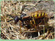 wasp control Castleford